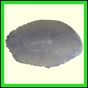 cynare_366_b_001