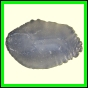 cynare_628_b_001