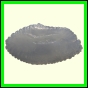 cynneb_1747_a_001