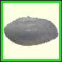 cynneb_1749_a_001