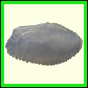 cynneb_2349_b_001