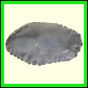 cynneb_785_a_001