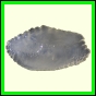 cynneb_788_b_003