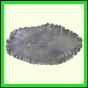 cynneb_790_a_002
