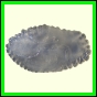 cynneb_791_a_001