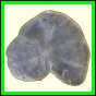 cypvar_1081_b_004