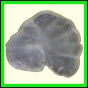 cypvar_1086_b_003