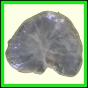 cypvar_1089_b_003