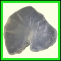 cypvar_2256_b_002