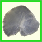 cypvar_2264_a_001