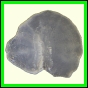 cypvar_2266_a_002