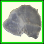 cypvar_2270_b_001