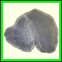 cypvar_2272_b_002
