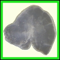 cypvar_2276_a_001