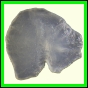 cypvar_2280_a_002
