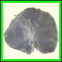 cypvar_2283_b_002