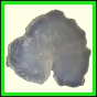 cypvar_2290_b_002