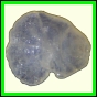 cypvar_320_l_002