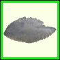 dipfor_1834_a_001