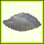 dipfor_1834_b_002
