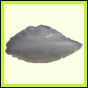 dipfor_1865_a_001