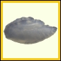 dipfor_1866_a_001