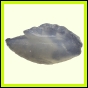 dipfor_1866_b_001