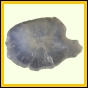erosma_171_a_038