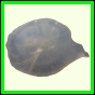 erosma_2317_b_013