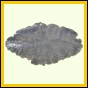 eucgul_1357_b_001