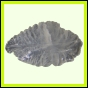 eucmel_768_a_001