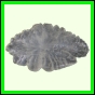 eucmel_768_b_002