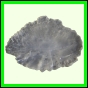 eucmel_769_b_002