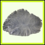 eucmel_770_b_002
