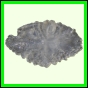 eucmel_772_b_002