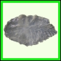 eucmel_774_b_002
