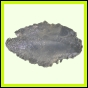 eucmel_775_a_002