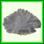 eucmel_776_a_002