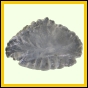 eucmel_776_b_002