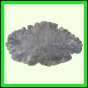 eucmel_777_a_002