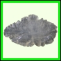 eucmel_777_b_001