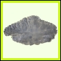 eucmel_780_a_002
