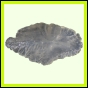 eucmel_780_b_002