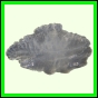 eucmel_781_b_002