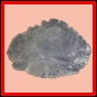 eucmel_922_b_002