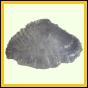 eucmel_923_b_002