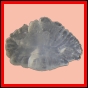 eucmel_924_b_002