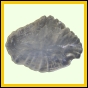 eucspp_1329_b_001