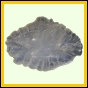 eucspp_1339_a_002