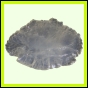 eucspp_1343_a_001